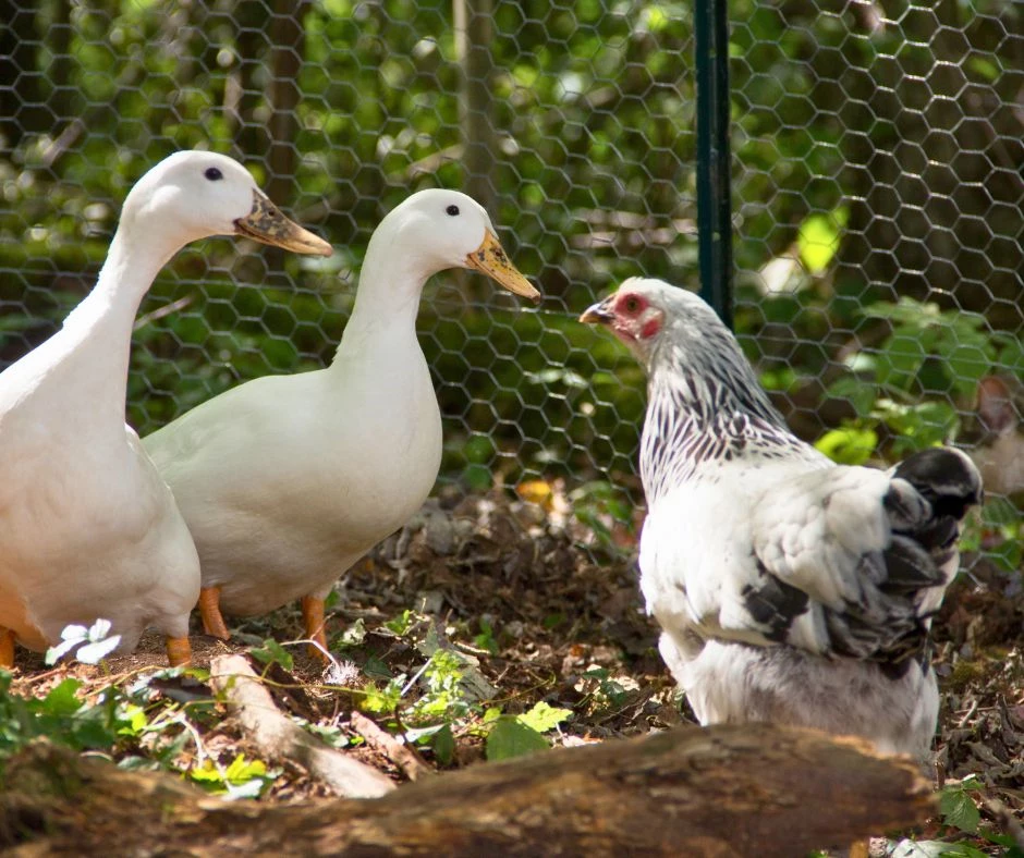 Hegn og volierenet til mindre dyr - høns, ænder og fugle