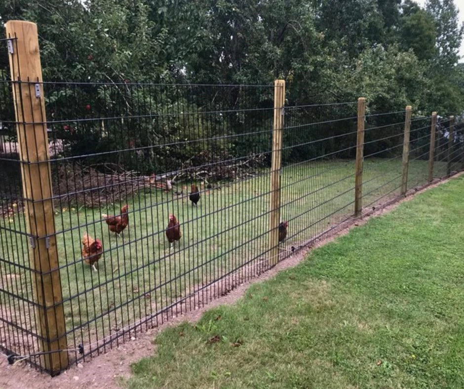 Hønsegård med panelhegn - sikker indhegning af høns og ænder